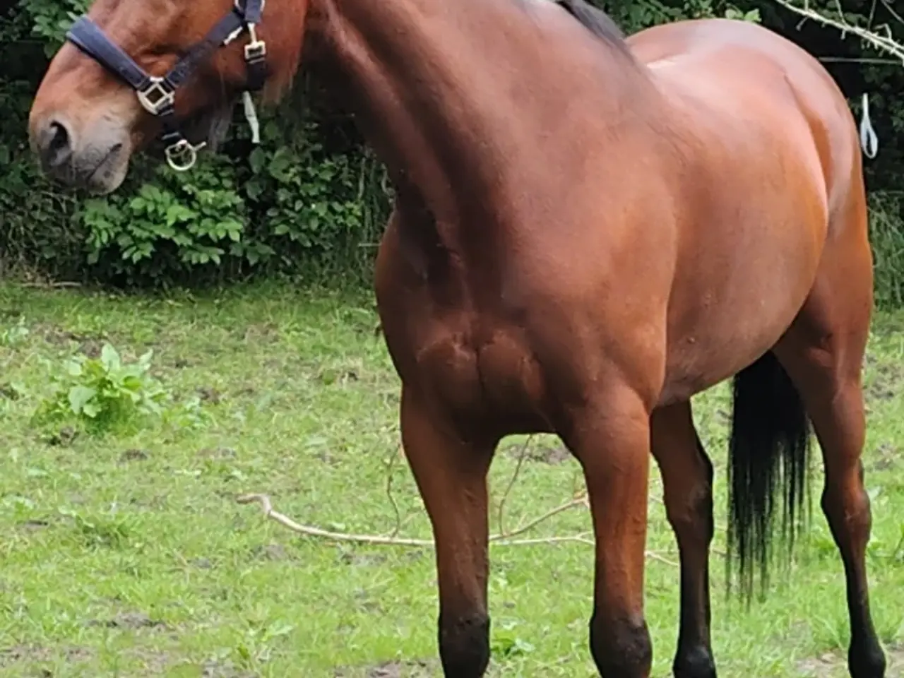 Billede 1 - Bytte overvejes 🐴