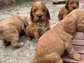 🐶❤️ 6 SKØNNE COCKERPOO-HVALPE SØGER KÆRLIGE HJEM - 4