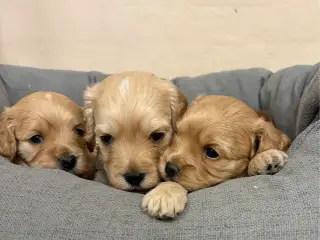 De smukkeste F1 Cavapoo babyer