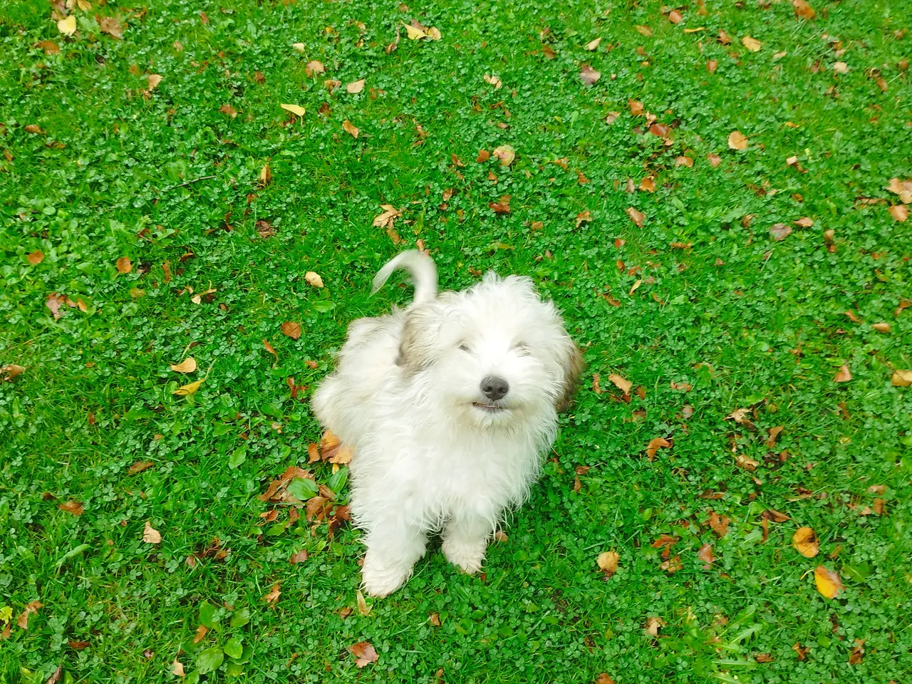 Billede 2 - Havanais/Coton de Tulear