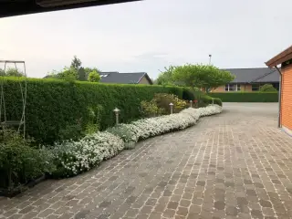 Stauder Snepuder