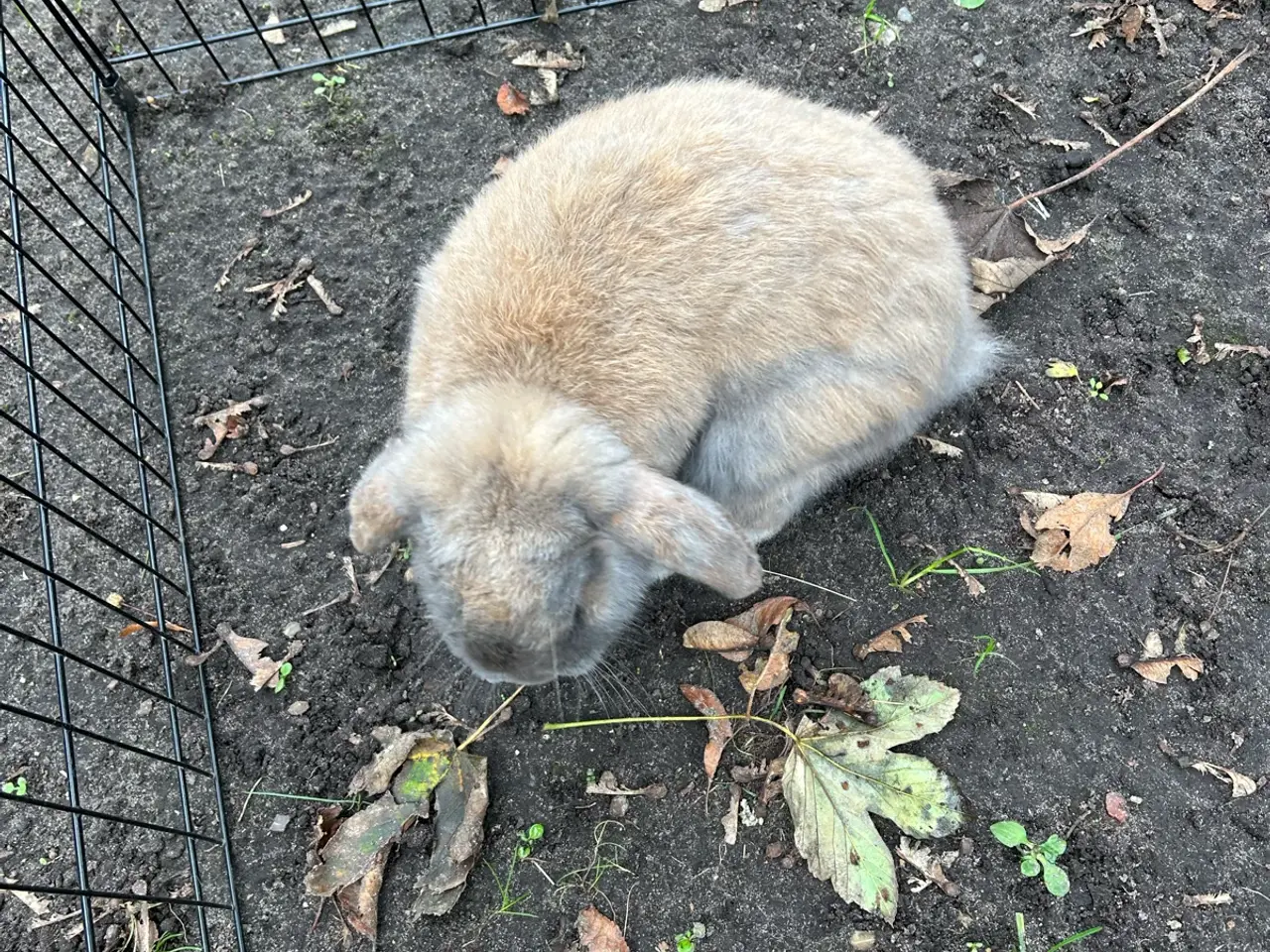 Billede 4 - Bumle søger nyt hjem🐰