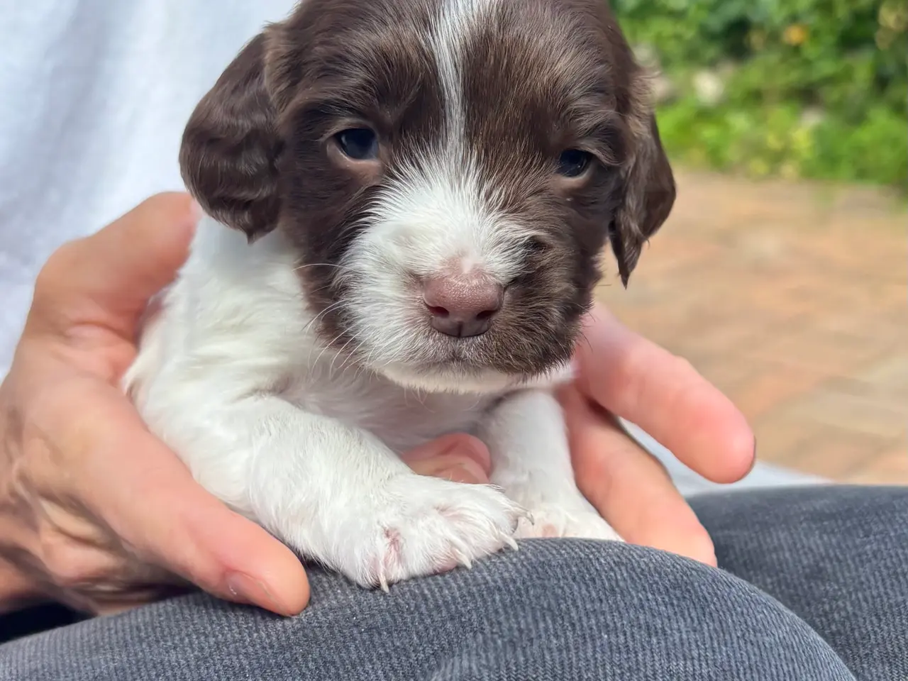 Billede 6 - FT english springer spaniel hvalpe sælges