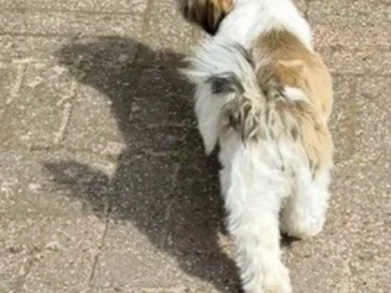 Billede 5 - Shih Tzu pige