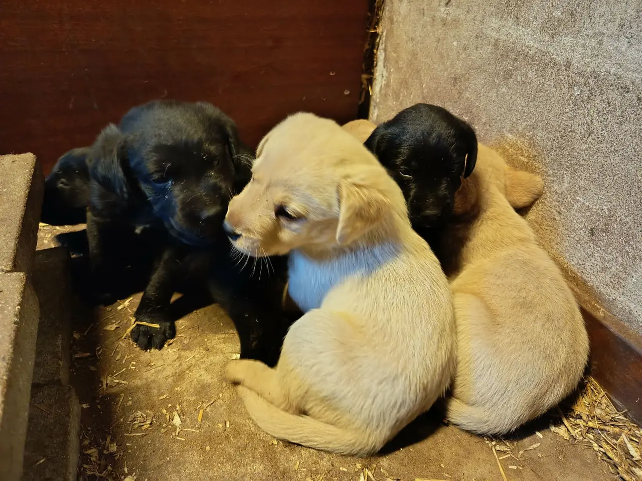 Billede 6 - Labrador hvalpe, sorte og gule.