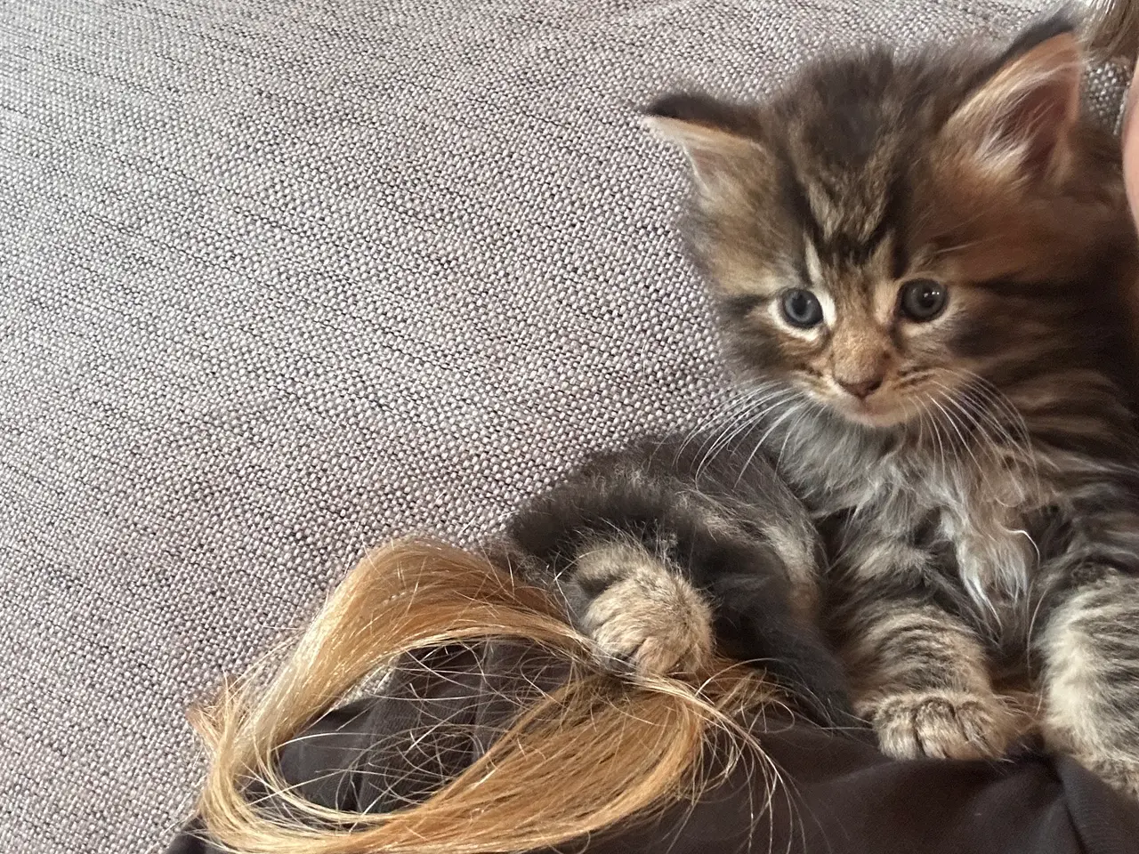 Billede 5 - Maine Coon blandings killinger