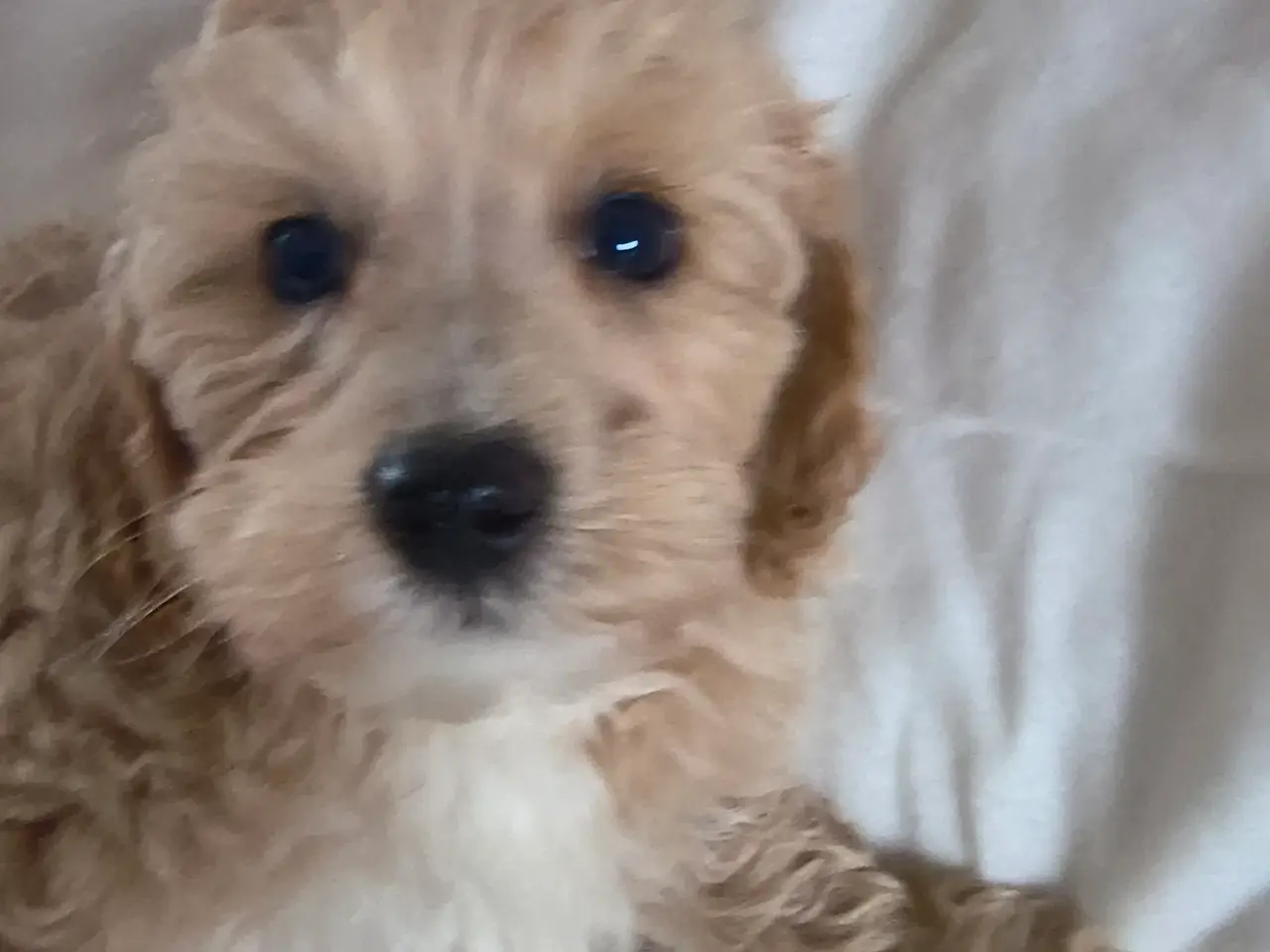 Billede 6 - Maltipoo hvalpe
