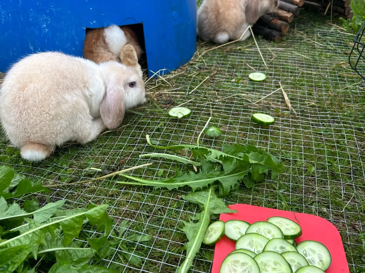 Billede 6 - Mini lop kaninunger 🐰