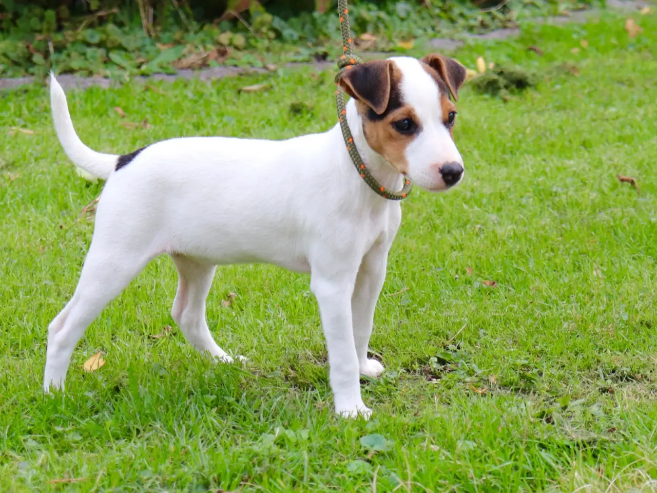 Billede 3 - Jack Russell tævehvalp