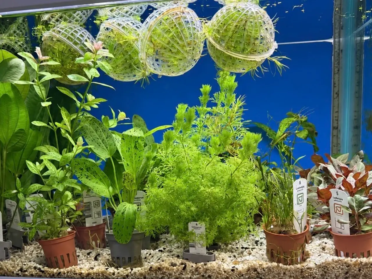 Billede 13 - 🩷 Wow mange flotte akvarieplanter 🩷