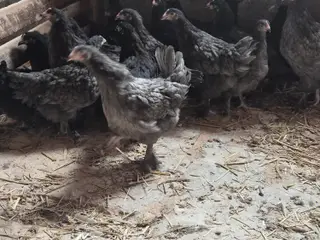 Hønniker og haner - kulørte æg