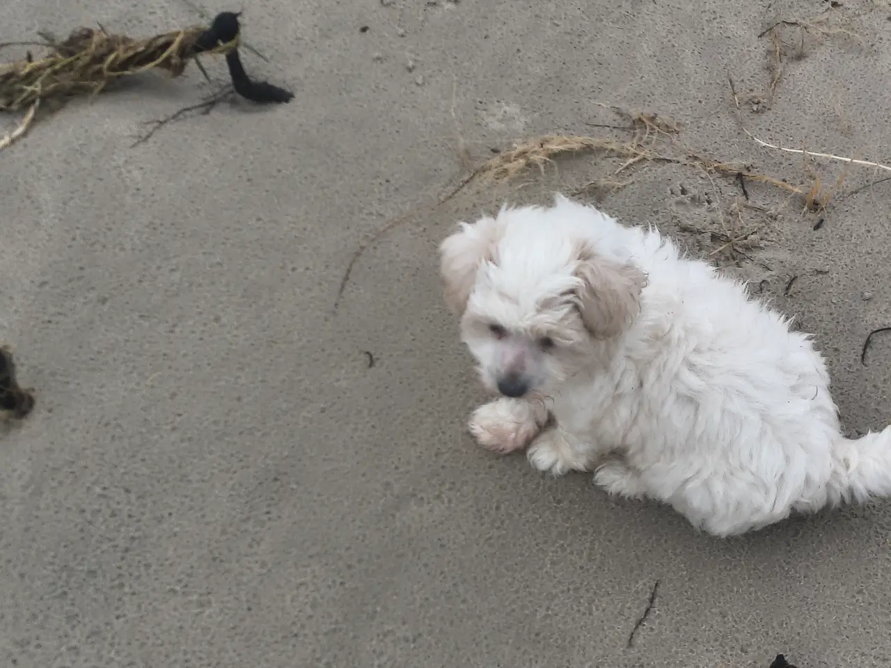 Billede 5 - Blandings hvalp bomulds hund maltipoo