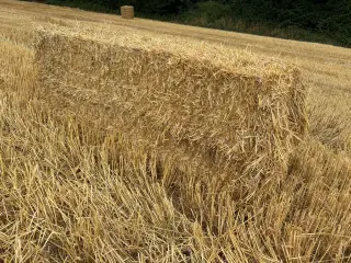 Halm vårbyg minibig