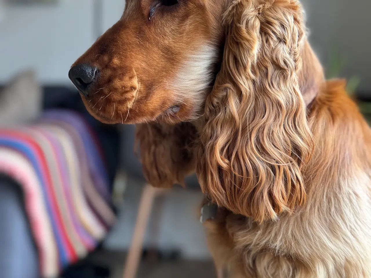 Billede 1 - Anker Engelsk cockerspaniel tilbydes til avl. 