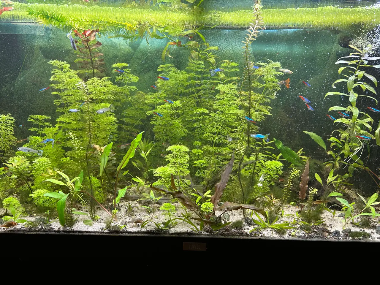 Billede 5 - 🌿 Levende akvarieplanter – 2 stk. GLS