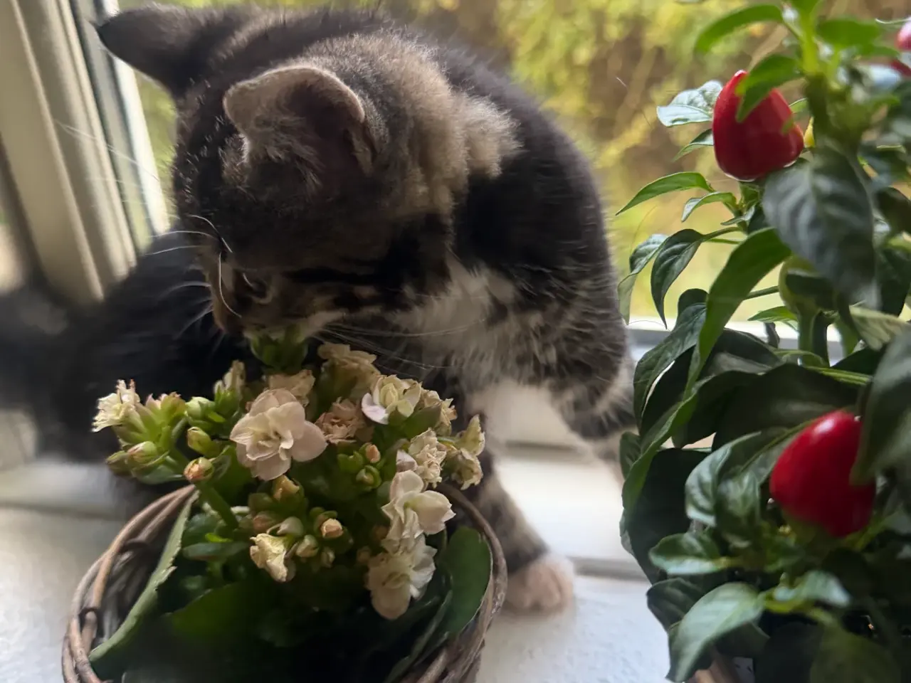Billede 10 - 🐱 Sød hunkilling søger nyt hjem 🏡❤️
