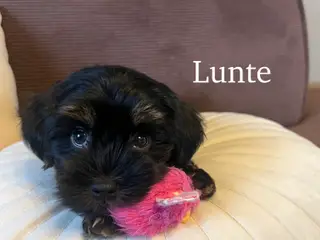 Bichon havanais hvalpe med DKK stamtavle
