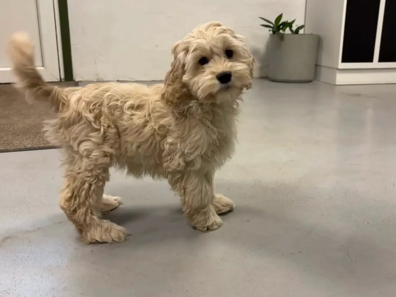 Billede 1 - Sød cockapoo søger nyt hjem