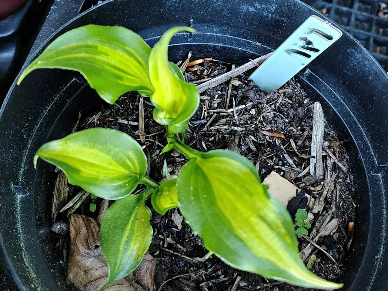 Billede 3 - Forskellige Hosta 