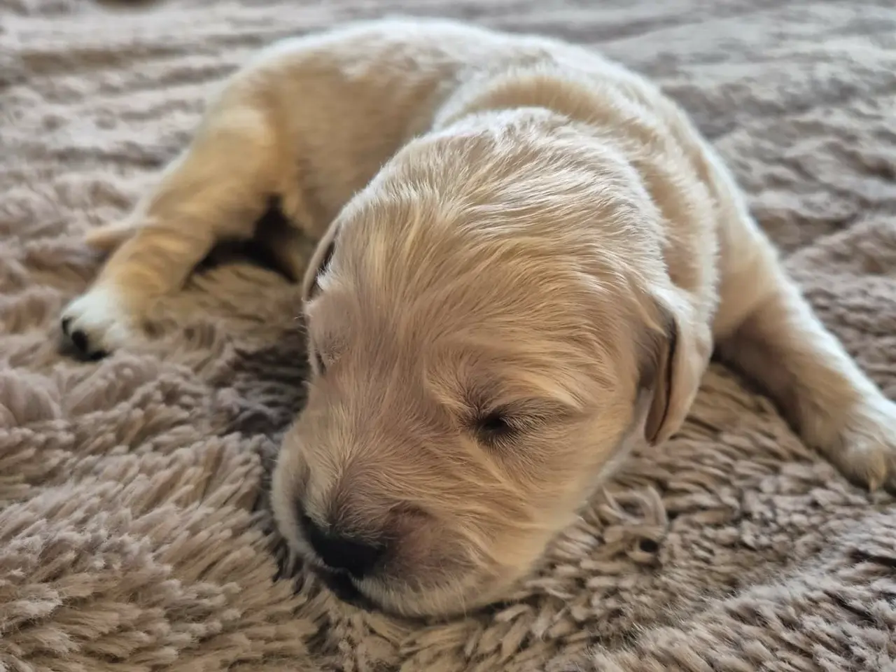 Billede 11 - 10 skønne Golden Retriever-hvalpe søger deres komm