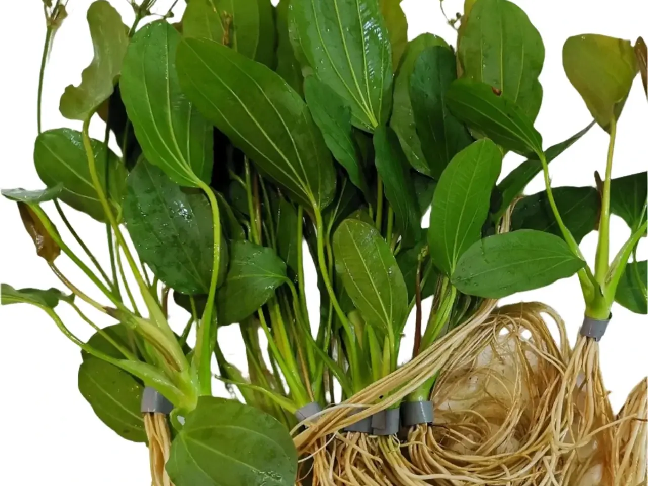 Billede 9 - Flotte akvarieplanter