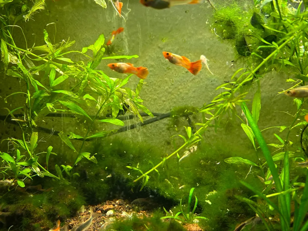 Billede 6 - 🐠❤️ Rednose Koi Guppy Par | Hvid Krop & Rød Hale