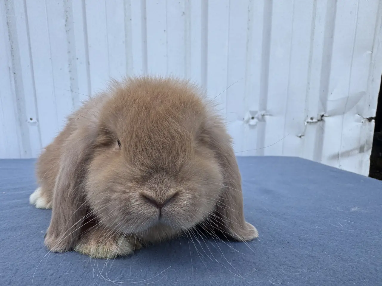 Billede 6 - Mini lop hankanin 
