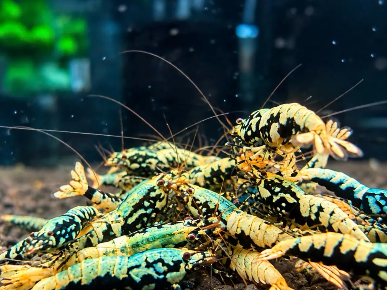 Billede 8 - Galaxy Fishbone Rejer – Caridina sp.