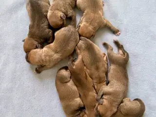 Flotte røde Staffordshire Bull Terrier hvalpe
