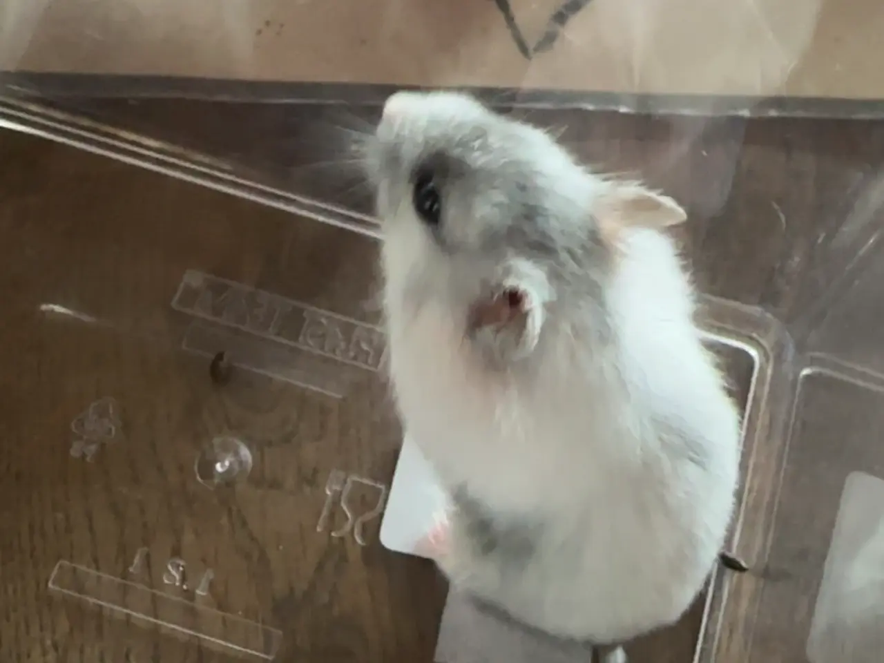 Billede 1 - Dværg hamster unger sælges