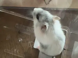 Dværg hamster unger sælges