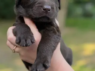 Helt fantastiske Labradoodle sælges - 3