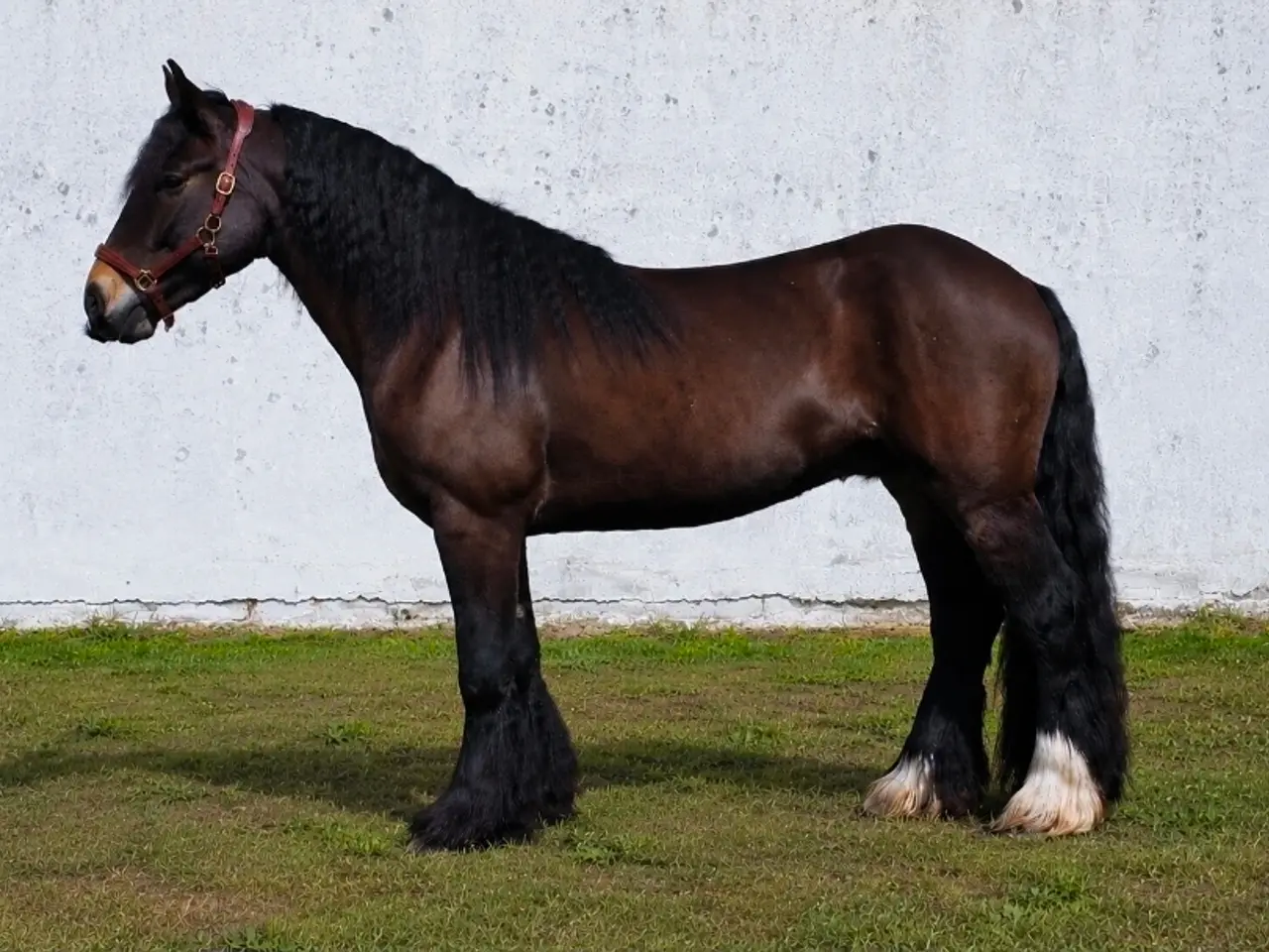 Billede 3 - Bulæer - 3 års kat. 3 pony