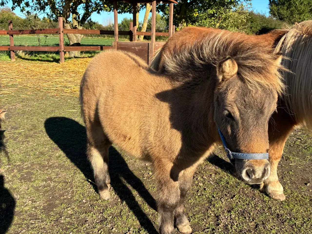 Billede 4 - 10 årig børnevenlig hoppe og hingste føl.
