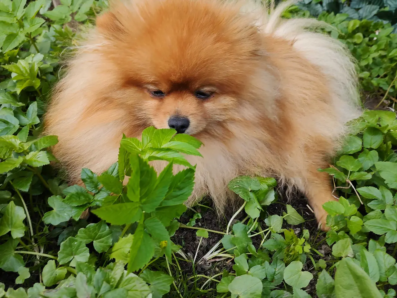 Billede 5 - Mini Pomeranian