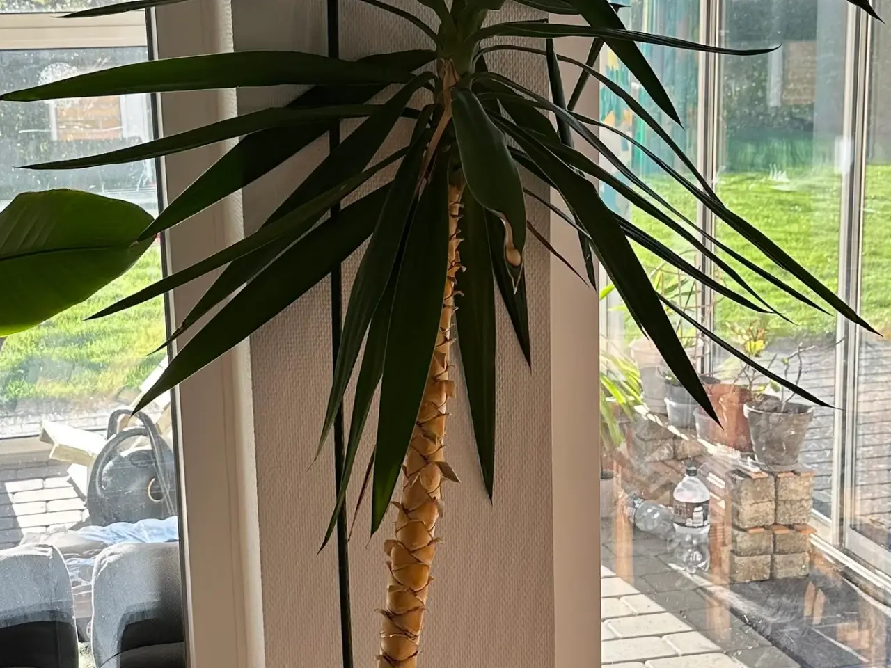 Billede 1 - Yucca plante 2 meter høj