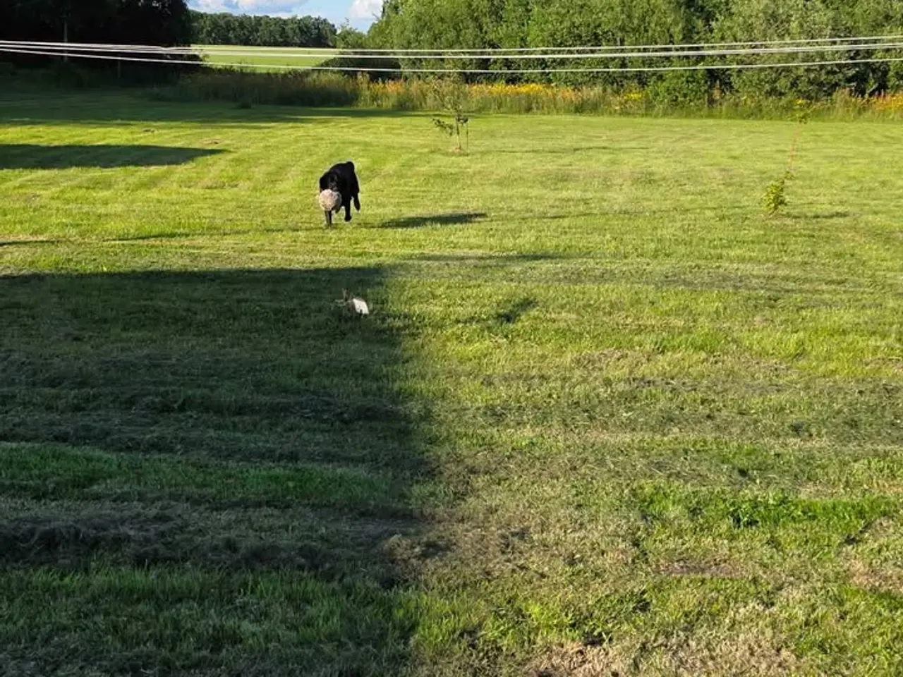 Billede 7 - labrador / berner senne blanding han