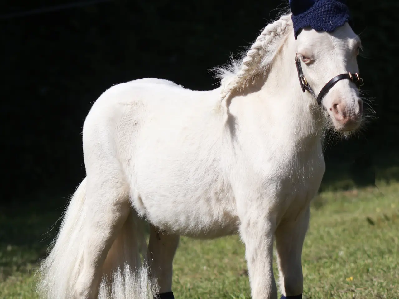 Billede 1 - Vanvittig charmerende mini shetlandspony 
