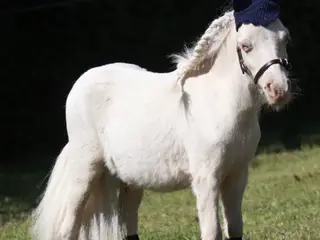 Vanvittig charmerende mini shetlandspony 