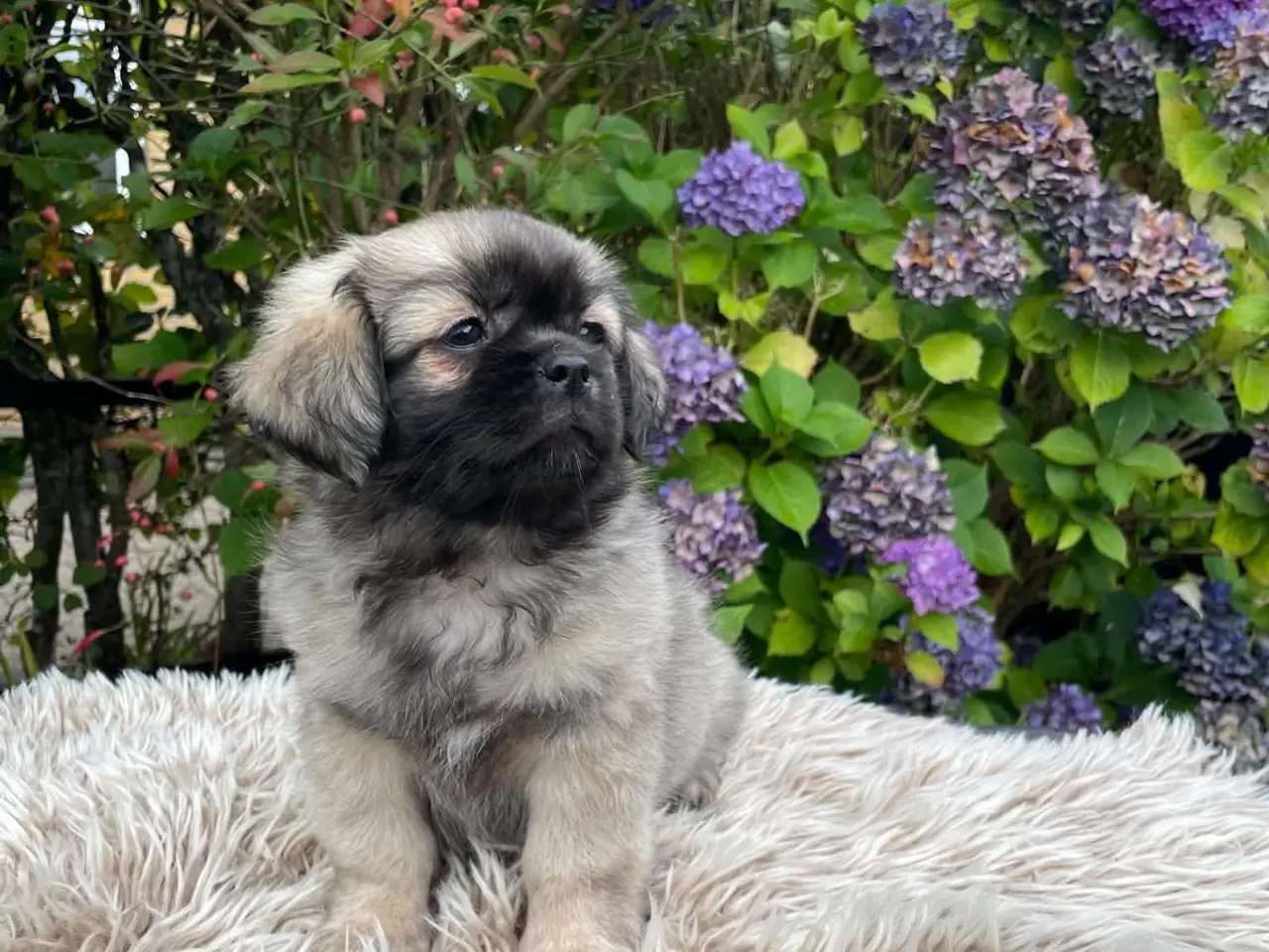 Billede 1 - Tibetansk spaniel hvalpe