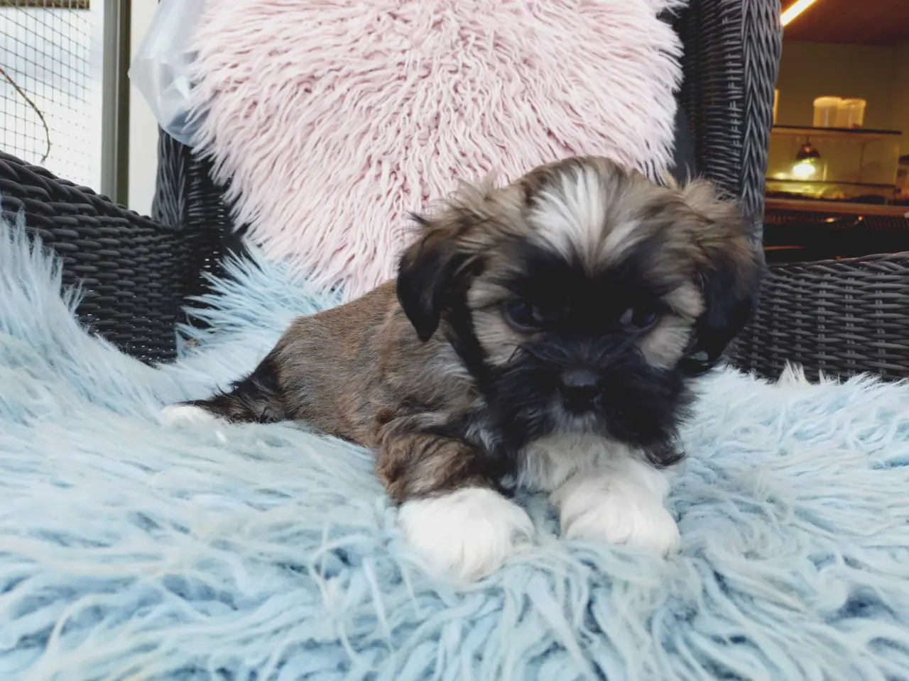 Billede 3 - Lhasa apso hvalpe med stambog
