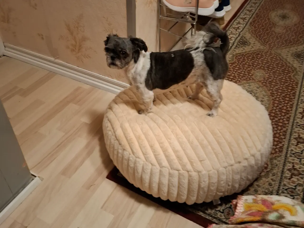 Billede 3 - Shih tzu