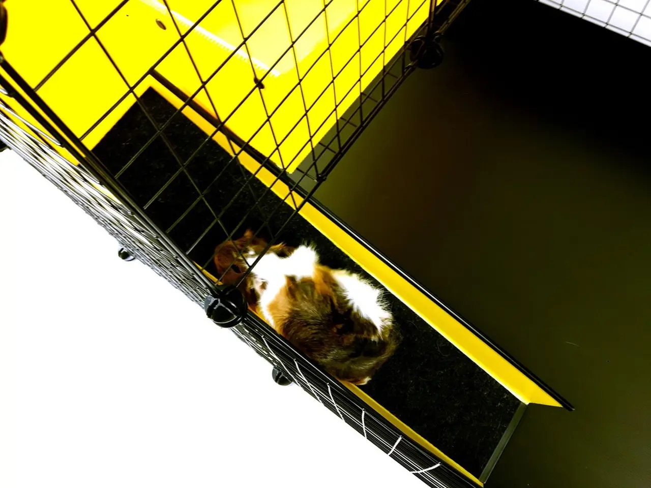 Billede 8 - Modulbur C&C 4x2 med loft 2x1 og sort rampe