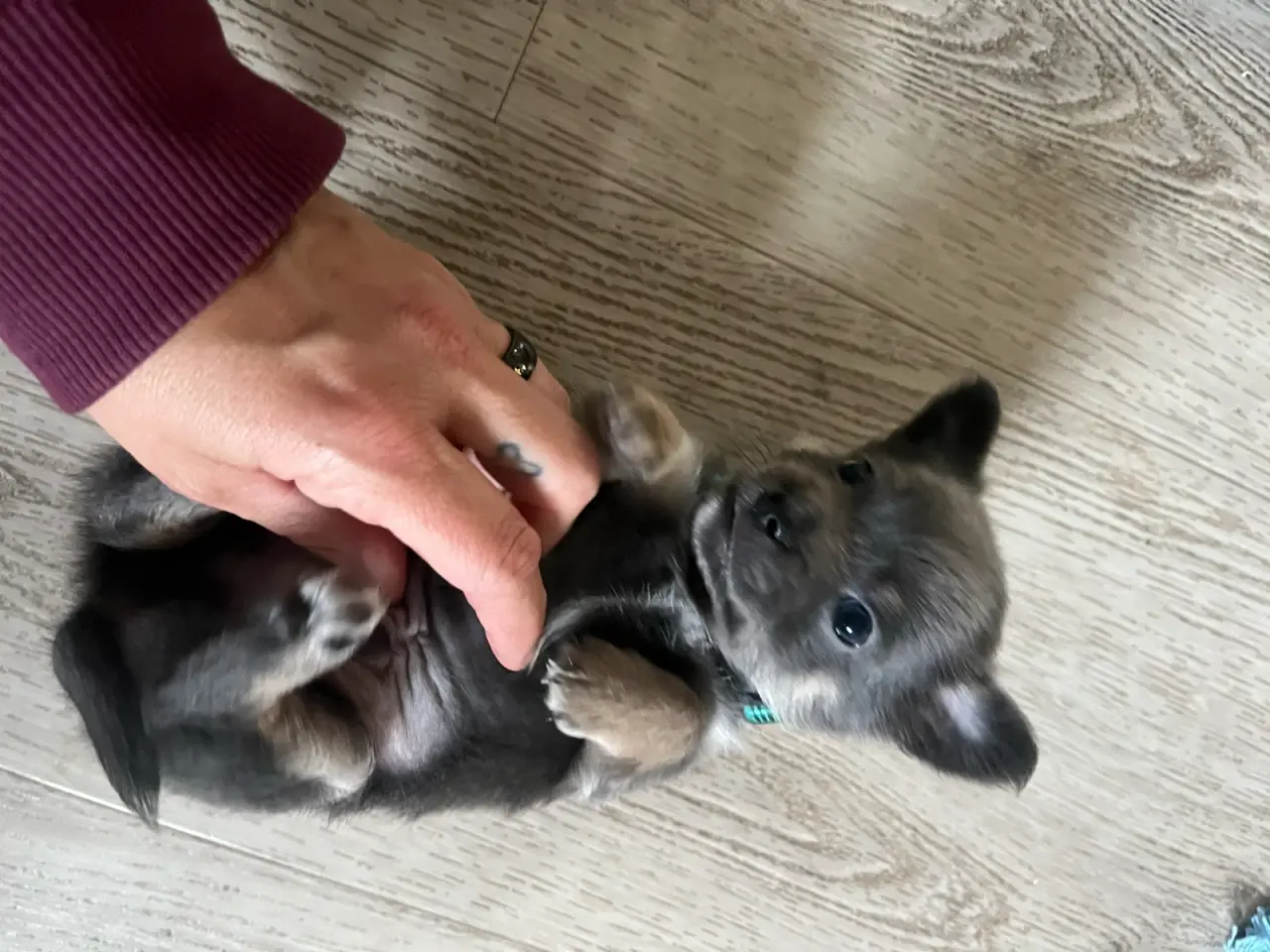 Billede 3 - Lækre pomchi hvalpe