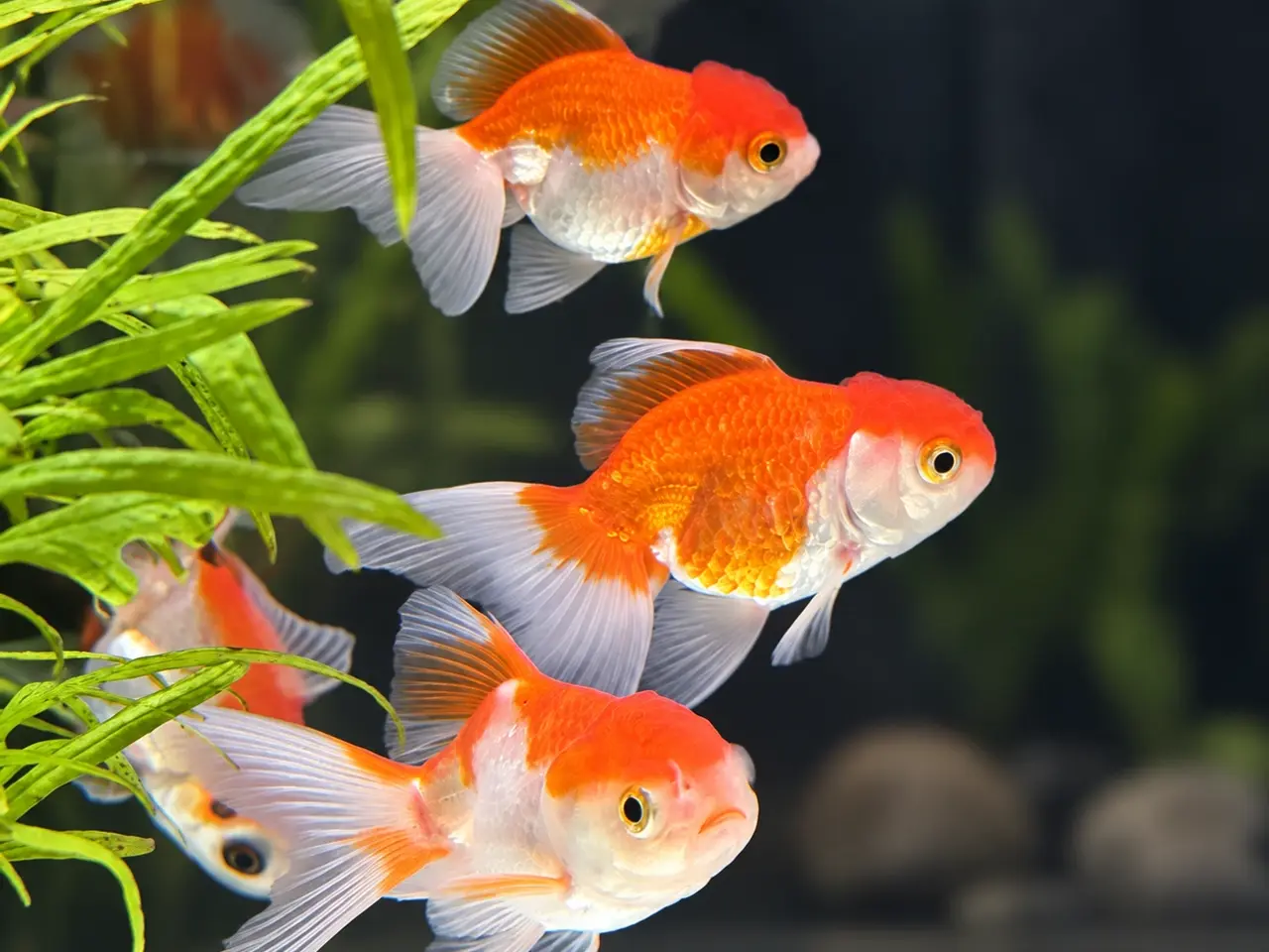 Billede 5 - Oranda Guldfisk Assorteret – Carassius auratus