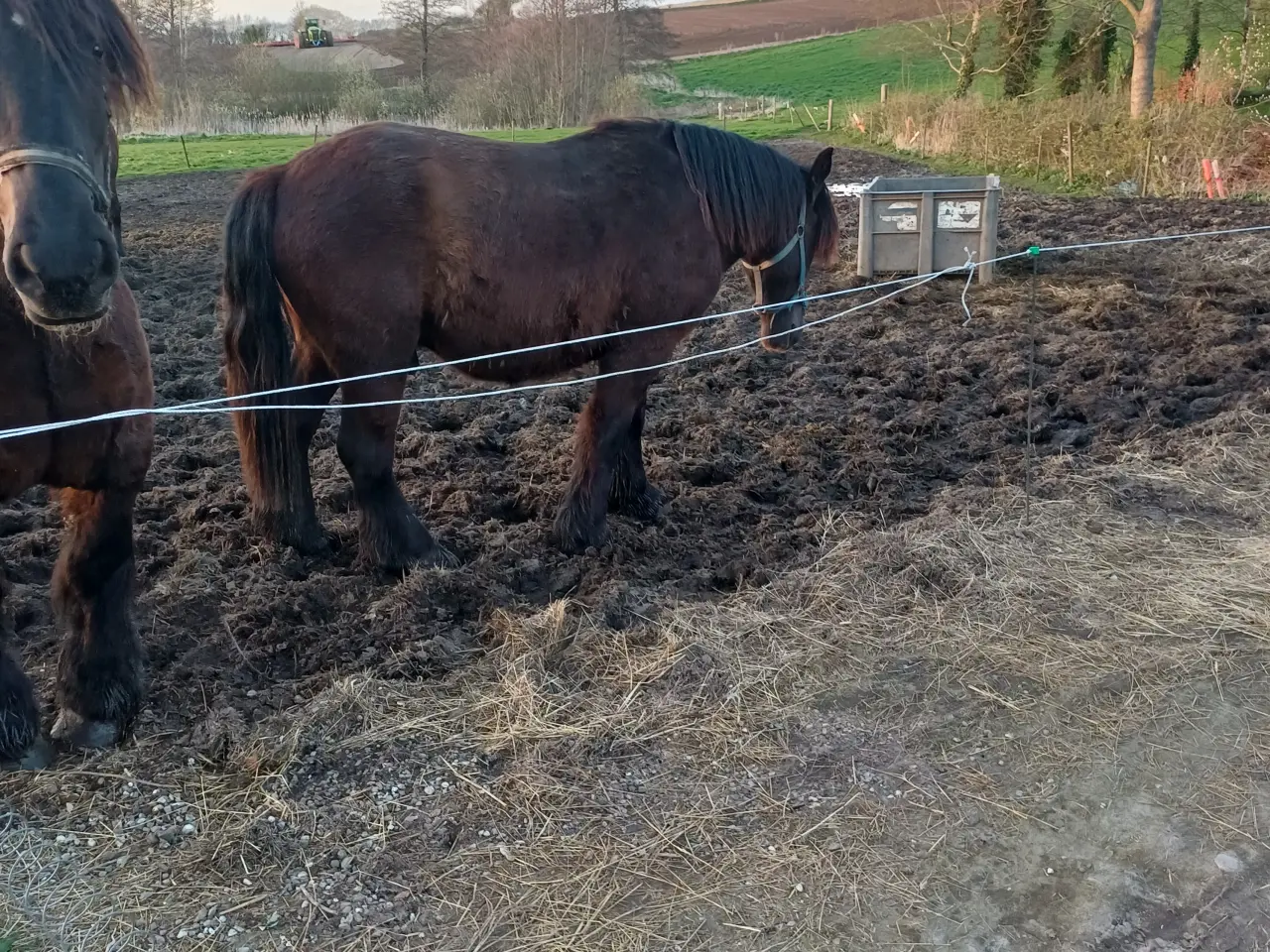 Billede 5 - 2årig Jyskhest hingst sælges