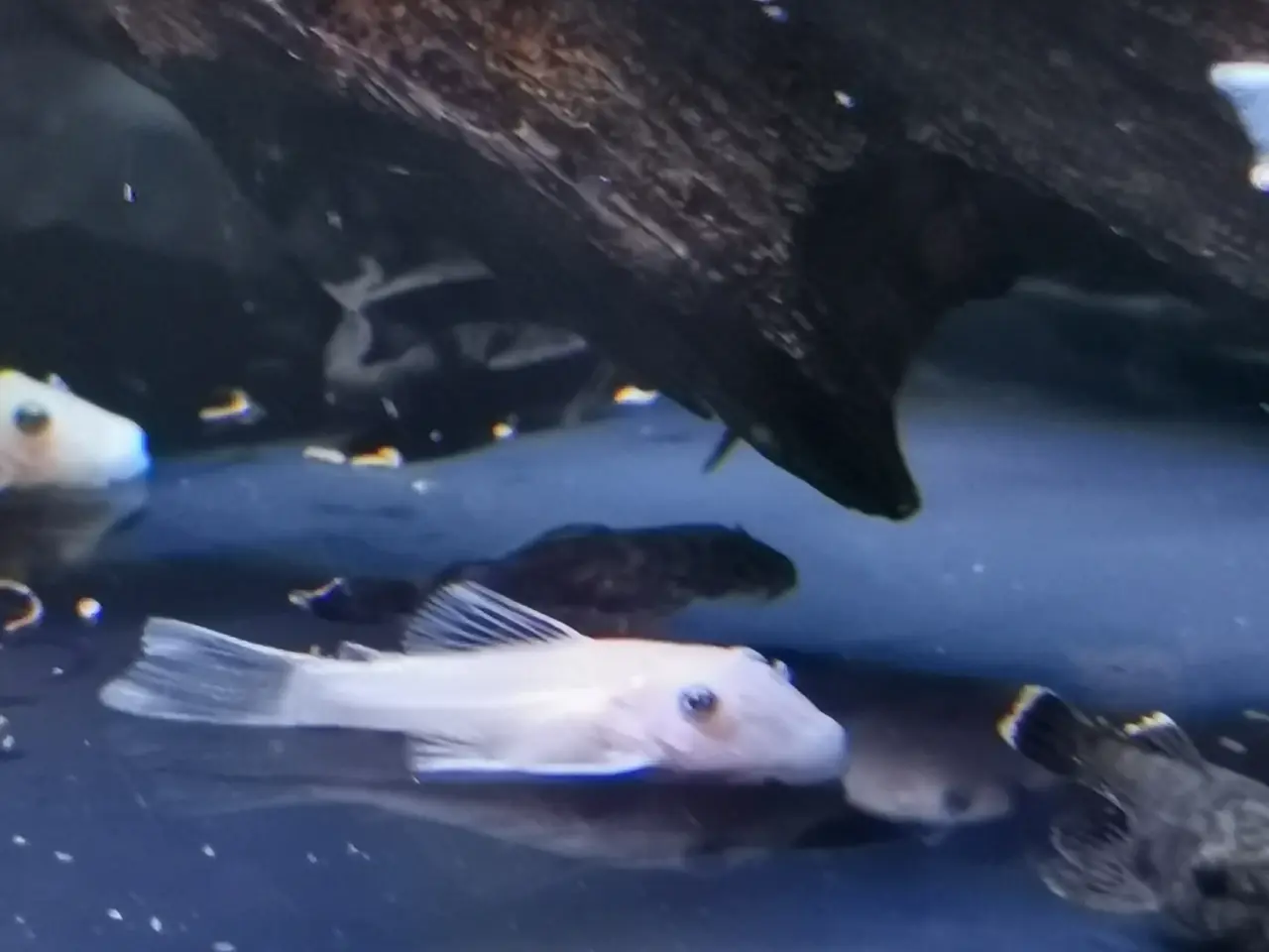 Billede 1 - Snow white ancistrus