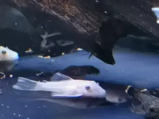 Snow white ancistrus
