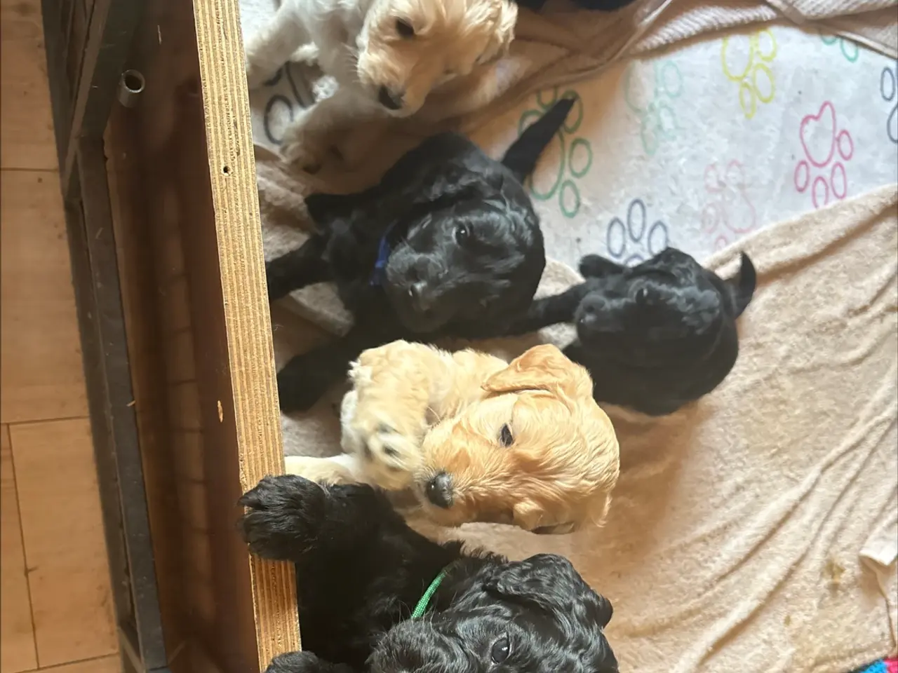 Billede 4 - Goldendoodle
