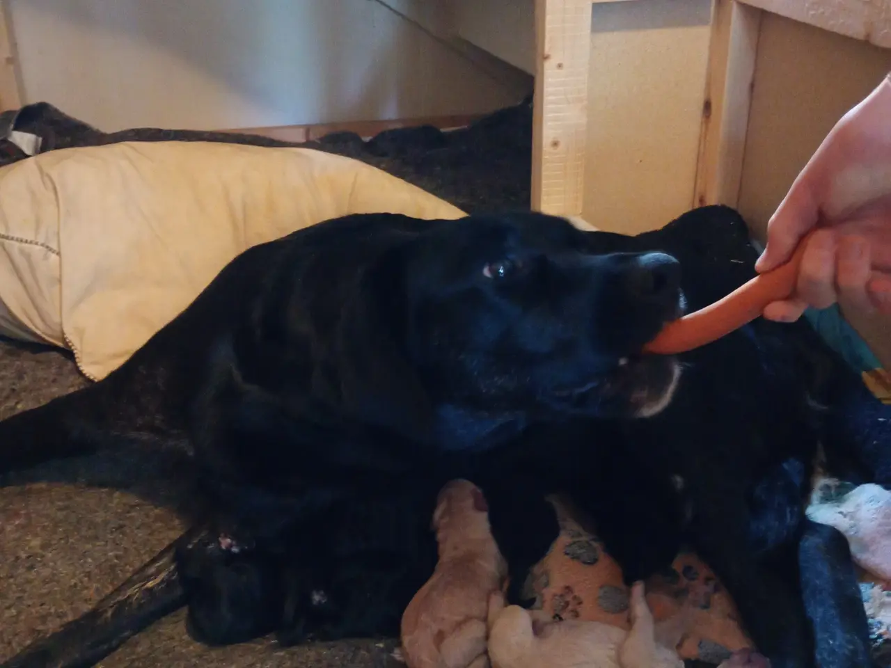 Billede 5 - 1. gen. labradoodle